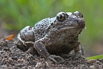 Knoblauchkrte (Pelobates fuscus)