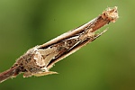 Birken-Zahnspinner (Pheosia gnoma)