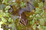 Springfrosch (Rana dalmatina)