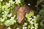 Springfrosch (Rana dalmatina)