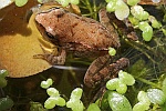 Springfrosch (Rana dalmatina)