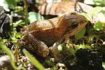 Springfrosch (Rana dalmatina)