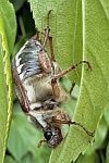 Feldmaikfer (Melolontha melolontha)