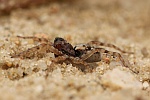 Strandwolfsspinne (Arctosa perita)