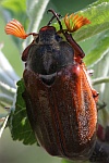 Feldmaikfer (Melolontha melolontha)