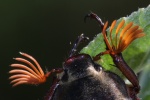 Feldmaikfer (Melolontha melolontha)