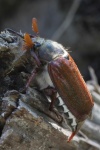 Feldmaikfer (Melolontha melolontha)