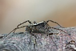 Wolfsspinne (Pardosa hortensis)