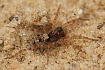 Strandwolfsspinne (Arctosa perita)