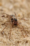 Strandwolfsspinne (Arctosa perita)