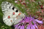 Roter Apollo (Parnassius apollo)