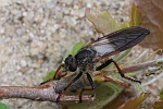 Alabasterfliege (Pamponerus germanicus)