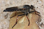 Alabasterfliege