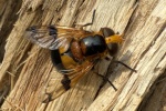 Gelbfleck-Waldschwebfliege (Volucella inflata)