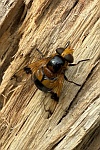 Gelbfleck-Waldschwebfliege (Volucella inflata)
