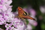Goldznsler (Pyrausta aurata)