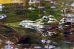 Kleiner Wasserfrosch (Rana lessonae)