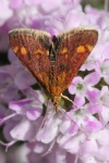 Goldznsler (Pyrausta aurata)