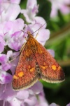 Goldznsler (Pyrausta aurata)