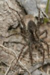 Wolfsspinne (Pardosa hortensis)