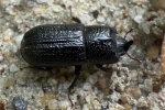 Kopfhornschrter (Sinodendron cylindricum)