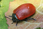 Pappelblattkfer (Melasoma populi)