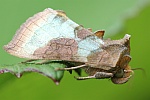 Messingeule (Diachrysia chrysitis)