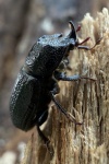 Kopfhornschrter (Sinodendron cylindricum)