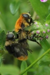 Narzissenschwebfliege (Merodon equestris)