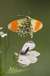 Aurorafalter (Anthocharis cardamines)