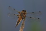 Vierfleck (Libellula quadrimaculata)