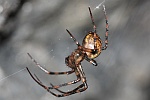 Hhlenradnetzspinne (Meta menardi)