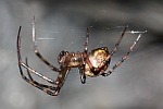 Hhlenradnetzspinne (Meta menardi)