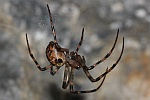 Hhlenradnetzspinne (Meta menardi)