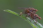 Dungfliegen (Familie scathophagidae)