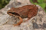 Springfrosch (Rana dalmatina)