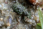 Kl. Uferl�ufer (Elaphrus riparius)