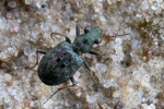 Kl. Uferl�ufer (Elaphrus riparius)