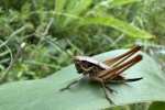 Rsels Beischrecke (Metrioptera roeselii)