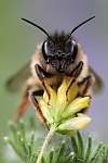 Rote Mauerbiene (Osmia bicornis)