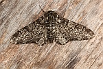 Birkenspanner (Biston betularia)