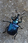 Rebenstecher (Byctiscus betulae)