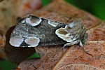 Roseneule (Thyatira batis)