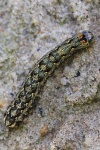 Grne Eicheneule (Griposia aprilina)