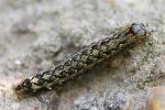 Grne Eicheneule (Griposia aprilina)
