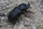 Kopfhornschrter (Sinodendron cylindricum)