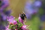 Frhlings-Pelzbiene (Anthophora plumipes)