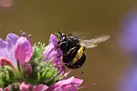 Frhlings-Pelzbiene (Anthophora plumipes)