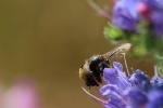 Frhlings-Pelzbiene (Anthophora plumipes)