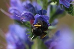 Frhlings-Pelzbiene (Anthophora plumipes)